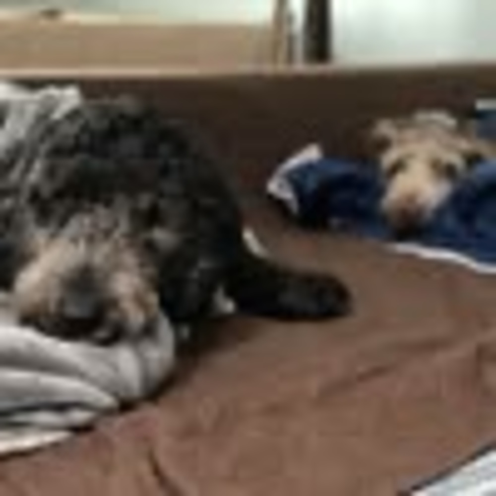 Meet your Posher, Sandy